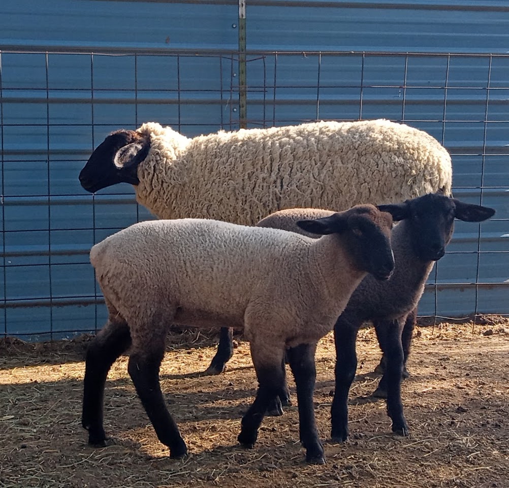 "R"Ranch Livestock Shop Kansas Farms Brought to you by Kansas Farm Bureau